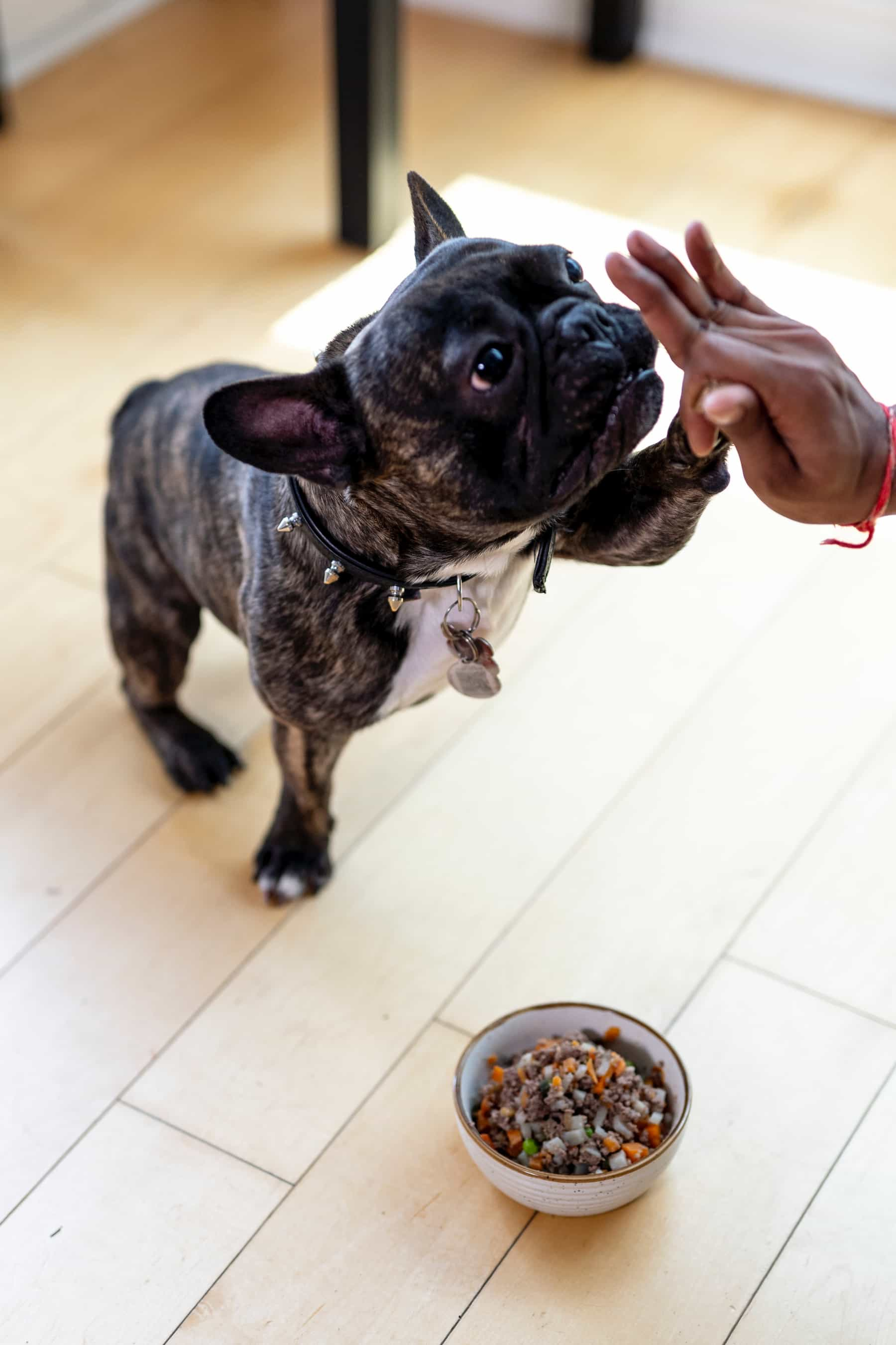 dog paw touching human hand