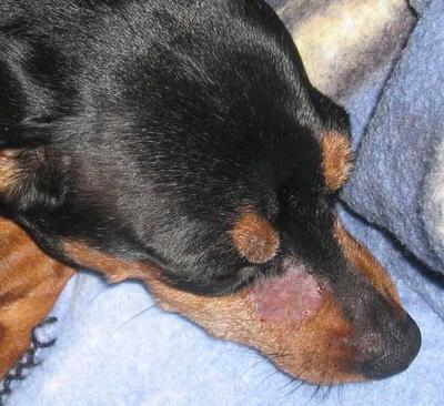 Dog Fungal infection with Hair Loss Dog Fungal infection with Hair Loss