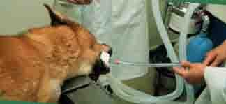 Dog Gastric Lavage - Example Dog Gastric Lavage - Example