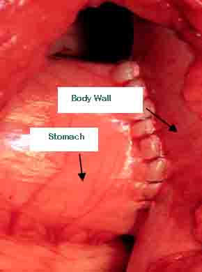 Cost of gdv surgery in dogs sales