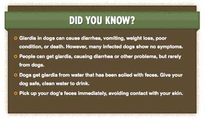 Dog Giardia Facts - Information Table Dog Giardia Facts - Information Table