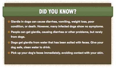 what are the signs of giardia in dogs