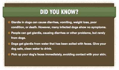 Dog Giardia Facts - Information Table