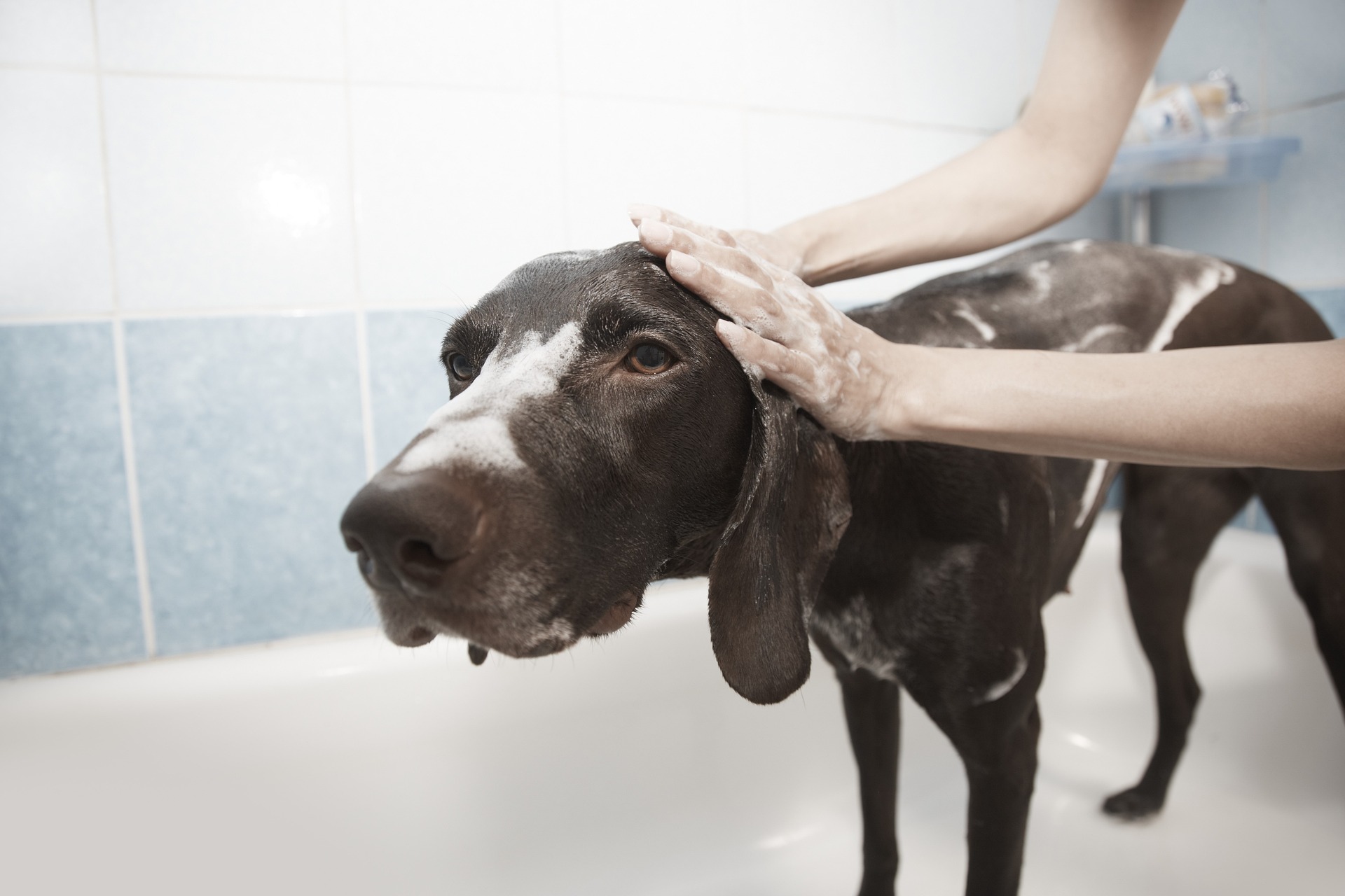 dog grooming business dog grooming business