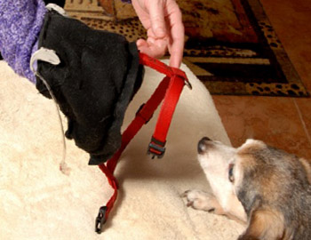 Dog Hearing Aid Training