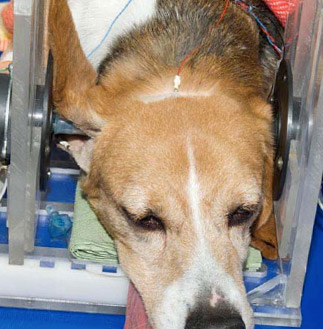 Dog Hearing Test Dog Hearing Test