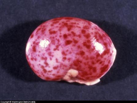Dog Herpes in Canine Kidney Dog Herpes in Canine Kidney