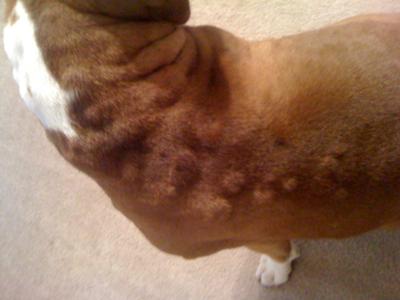 Dog Hives Treatment