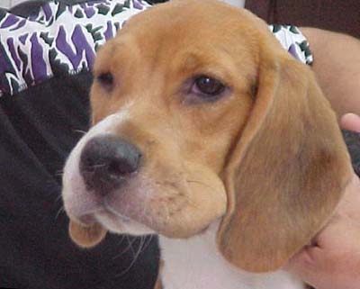 Dog Hives on Face and Around Eyes - Example 1 Dog Hives on Face and Around Eyes - Example 1