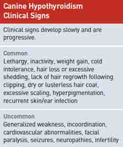 Dog Hypothyroidism Symptoms Dog Hypothyroidism Symptoms