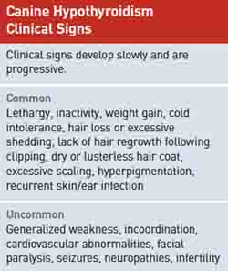 Dog Hypothyroidism Symptoms