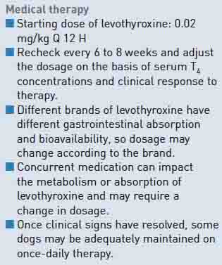 Dog Hypothyroidism: Medical Treatment Dog Hypothyroidism: Medical Treatment