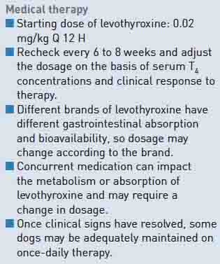 Dog Hypothyroidism: Medical Treatment