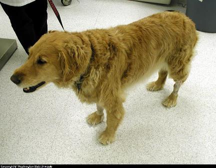 Golden Retriever with Arthritis treating arthritis in dogs