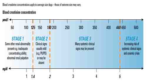 how do you tell if your dogs kidneys are failing