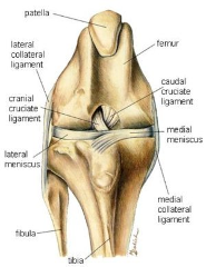 dog knee anatomy diagram dog knee anatomy diagram