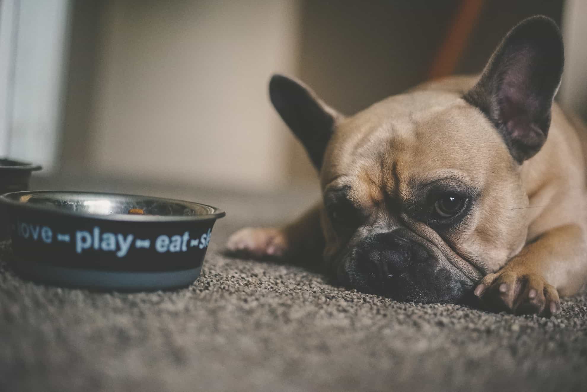 dog looking at food bowl