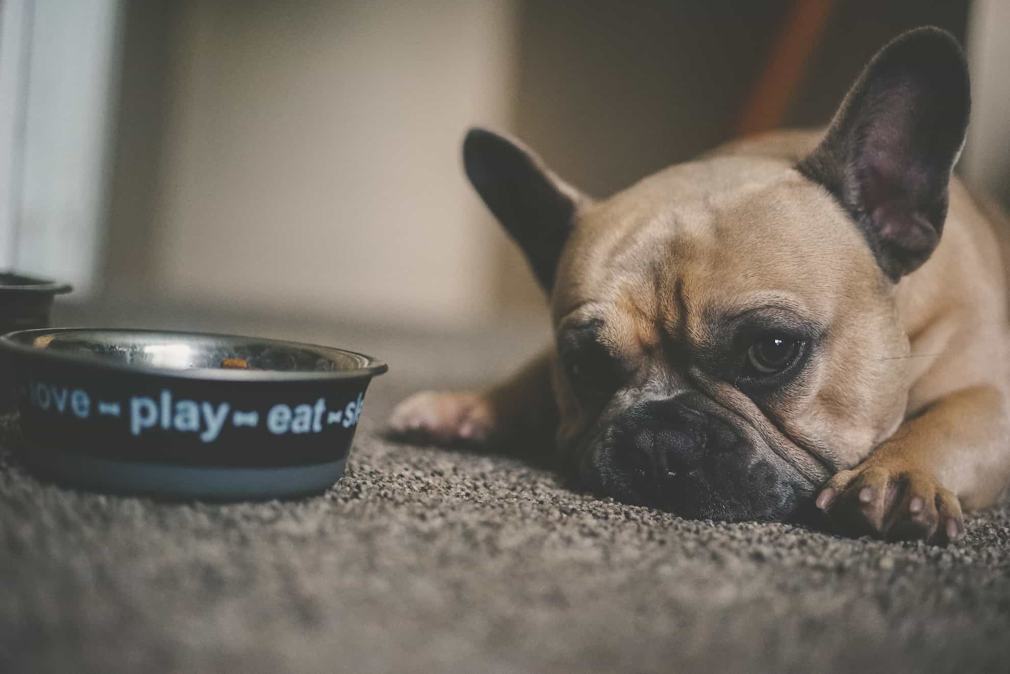 dog looking at food bowl dog looking at food bowl
