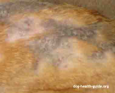 Demodectic Dog Mange Symptoms Demodectic Dog Mange Symptoms