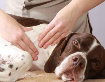 dog with arthritis receiving a massage