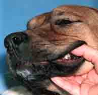 How much robitussin dm to give my dog hot sale