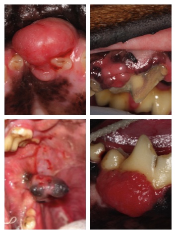 dog mouth sores pictures