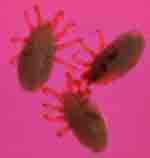 Magnified View of Dog Nasal Mites Magnified View of Dog Nasal Mites