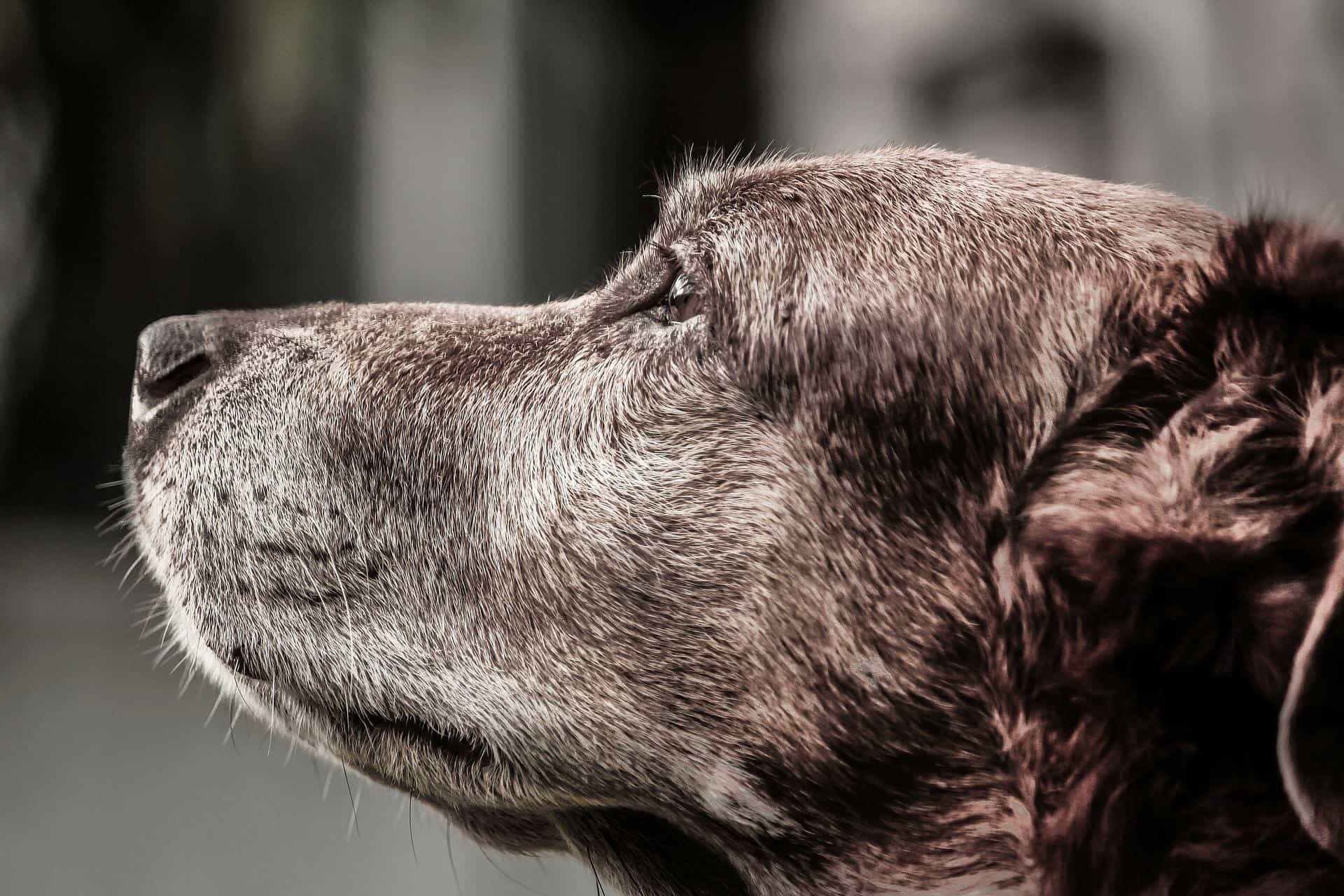 dog near end of life