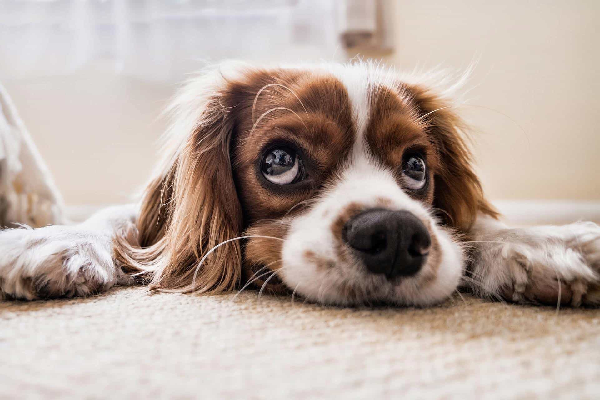 dog not feeling well dog not feeling well