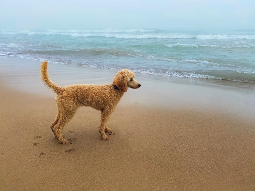 dog on beach