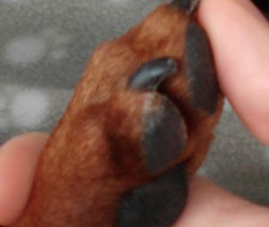 Healthy Dog Paw Healthy Dog Paw
