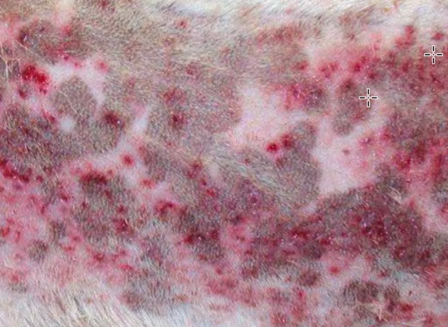dog pimples on back dog pimples on back