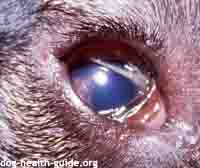 Dog Pink Eye Dog Pink Eye