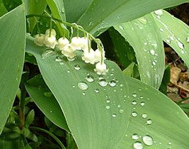 are leaves from wild strawberry plants toxic to dogs