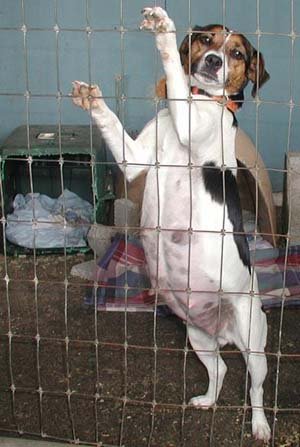 Dog Pregnancy - Example 1 Dog Pregnancy - Example 1