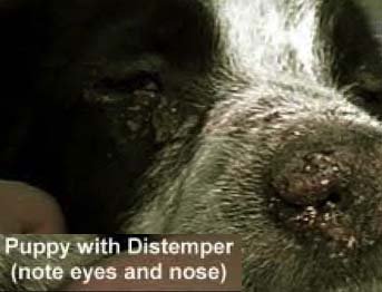 Dog Puppy Distemper -
Example of Eyes and Nose