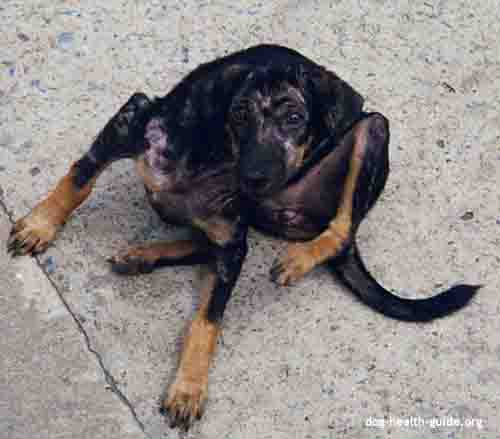 Dog Scabies Dog Scabies