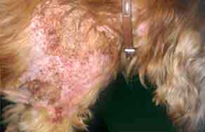 sarcoptes scabiei in dogs