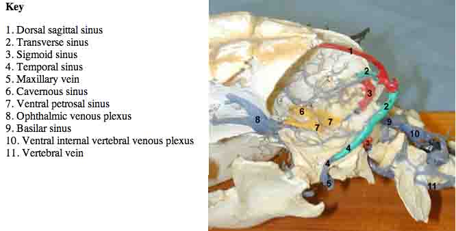 Dog Sinus Anatomy