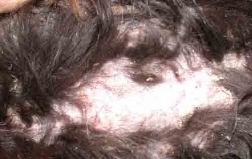 Dog Skin Infection Causes Hair Loss