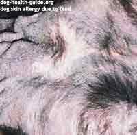 Dog Skin Food Allergy on Neck