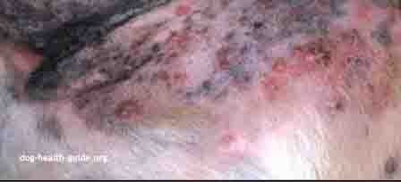 Dog Skin - Pimples Infection Dog Skin - Pimples Infection