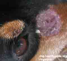Skin Pimples: Ringworm on Dog Nose