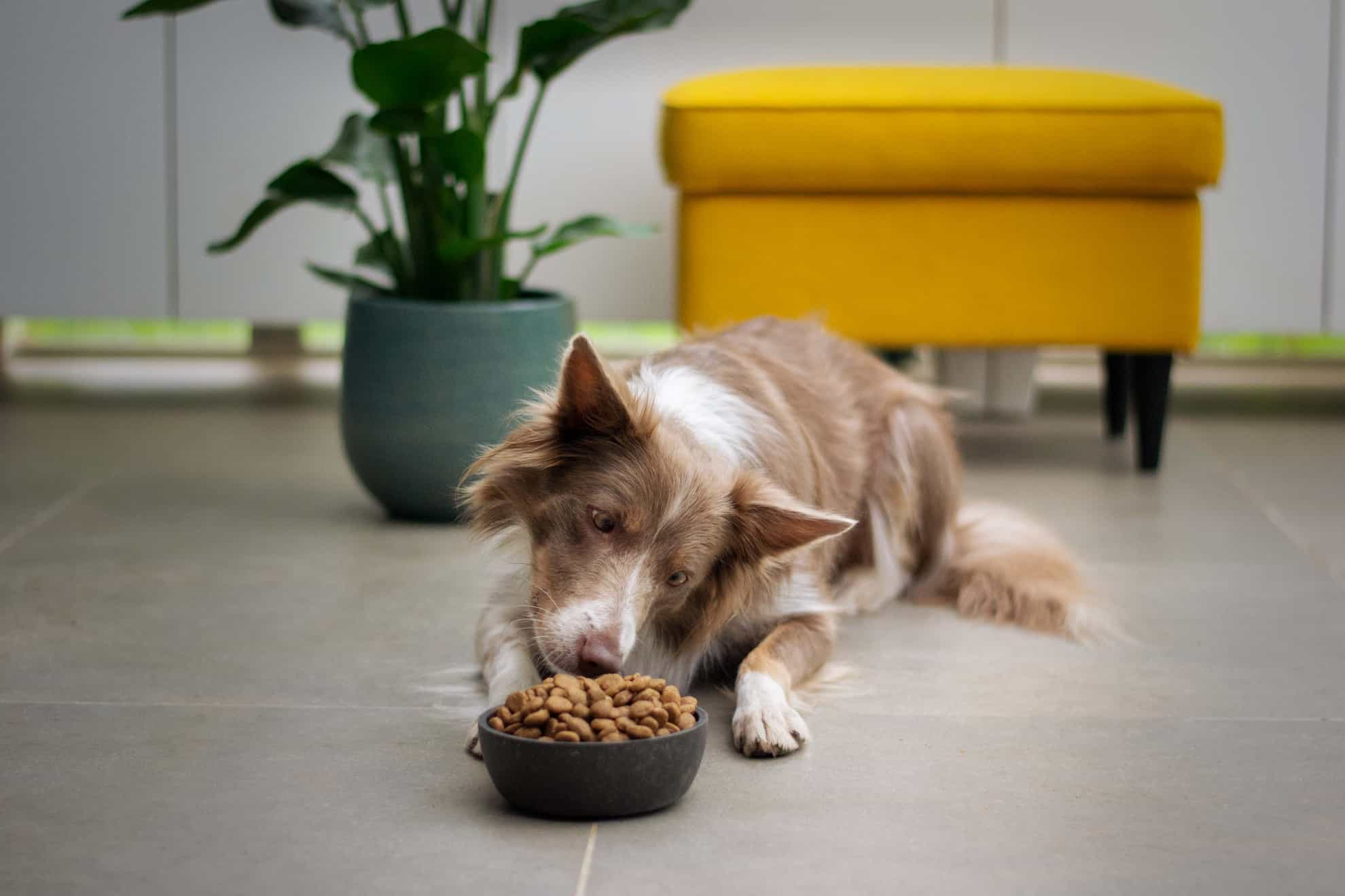 dog smelling food in bowl