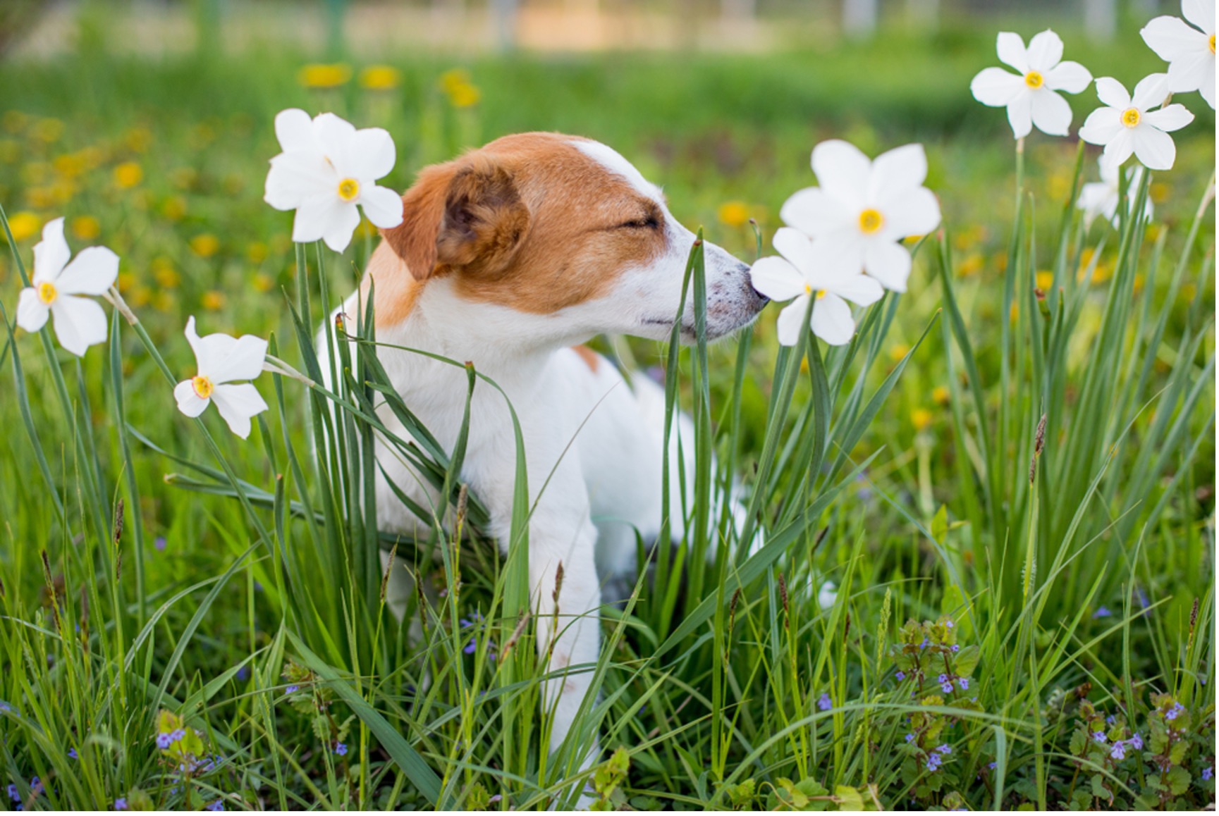 dog sniffing flower