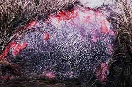 dog skin sores pyoderma