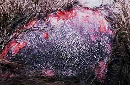 Dog Skin Sores Caused by Pyoderma dog skin sores pyoderma