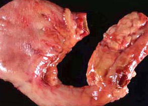 Dog Stomach Cancer - Mast Cell Tumor