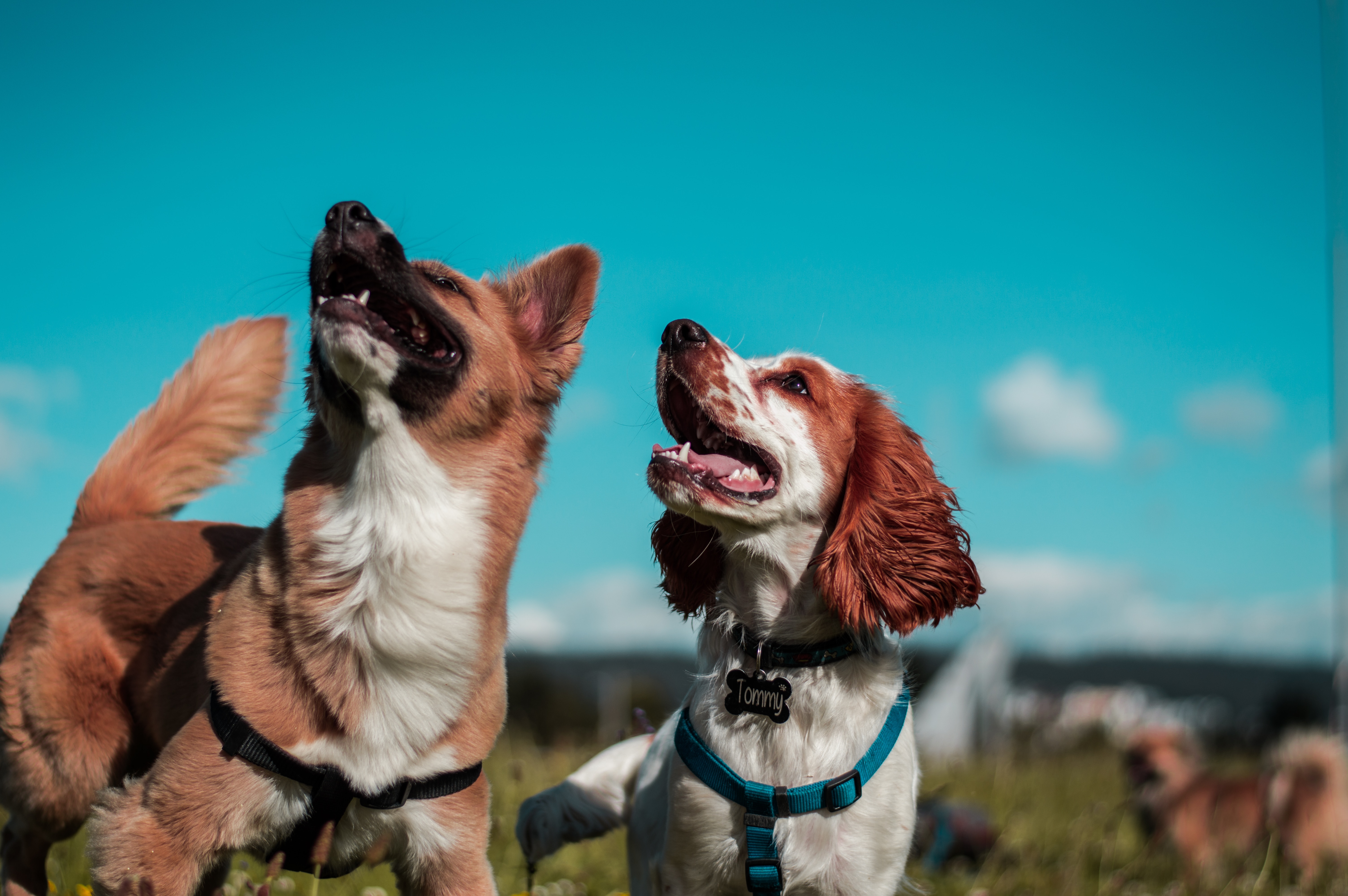 dogs that lost weight