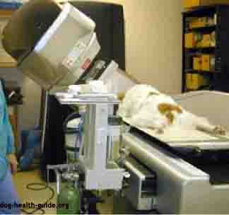 Dog Thyroid: Radiation Treatment